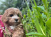 Gorgeous Boys - Maltipoo Ready Now