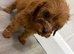 Cavapoo