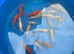 young koi for sale
