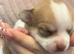 beautiful puppies