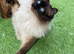 BEAUTIFUL RAGDOLL KITTEN 1 LEFT!!!