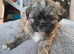 1 lovely and playful girl shih tzu puppy available