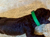 Irish Water Spaniel Litter