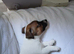 Jack Russell puppies