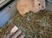Loving Home Needed For Jerry!