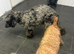 PRICE REDUCED READY TO LEAVE 2 left Merle Cockapoo puppies