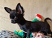 REDUCED - Last Pup Left! Chihuahua Puppy READY NOW