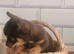 Chihuahua puppies