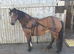 Joanie , needs educational home