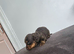 4 longhair mini dachshund pups