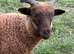 Registered Shetland sheep