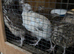 20 chickens for sale and quails (read description)