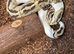 Ball python fire pied