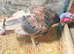 Heritage Slate Turkey
