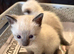 All reserved 3 lovely Siamese chocolate point kittens
