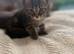 STUNNING Bengal cross female