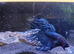 Betta Males &pound;20, females &pound;10, pairs &pound;25