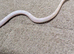 Snow motley female corn snake