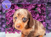 Beautiful Silkie Dachshund Puppies • Rex, Buzz & Slinky