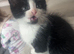 7 week old male kittens