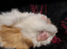 Beautiful female guineapigs for sale