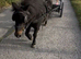 For sale 35inch black Shetland mare ride and drive