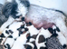 Cute Lhasa Apso Boy Puppy