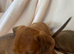 Miniature dachshund