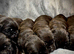 Chocolate Labrador Puppies