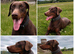 Choc & Tan Dobermann for Stud.