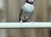 Cut throat finch