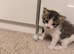 Calico x Ragdoll kittens