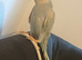 Rare coloured Indian Ringneck