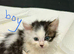 Loving kittens
