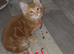 Ginger kittens