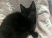 Tuxedo x Maine Coon kittens