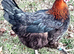 Chicken Hatching Eggs x6 Lucky Dip