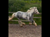 13.2hh 3yr old cob