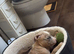 Standard X pocket bully puppy
