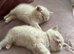 Gorgeous British shorthair kittens
