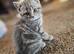 Female British shorthair kitten for sale