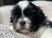 Shih Tzu kc reg