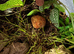 Young strawberry Pac-Man frog