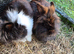 2 females around 8 months old