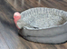 Gorgeous galah cockatoo