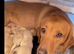 Reduced last female Labrador remaining