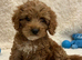 Stunning red cockapoo boy