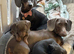 Miniture Dachshund puppies 2 girls