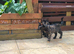 Tortoishell girl 9,5 weeks