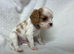 READY NOW 2 boys - Cavalier puppies - KC reg parents